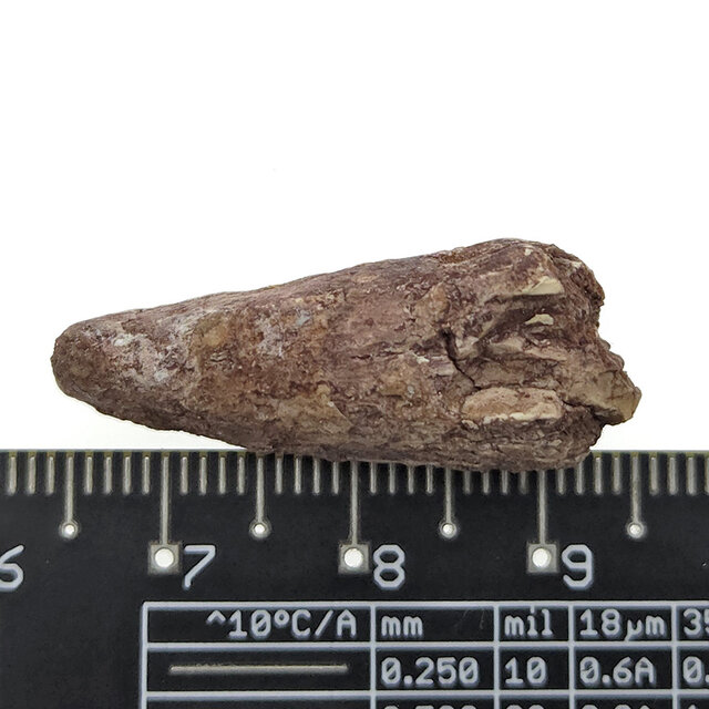 Echte dinosaurus tand van de spinosaurus