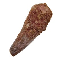 Real dinosaur tooth of the Spinosaurus