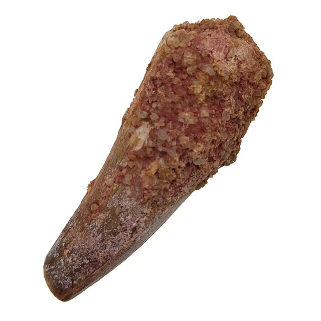 Echte dinosaurus tand van de spinosaurus