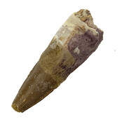 Real dinosaur tooth of the Spinosaurus