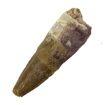 Real dinosaur tooth of the Spinosaurus