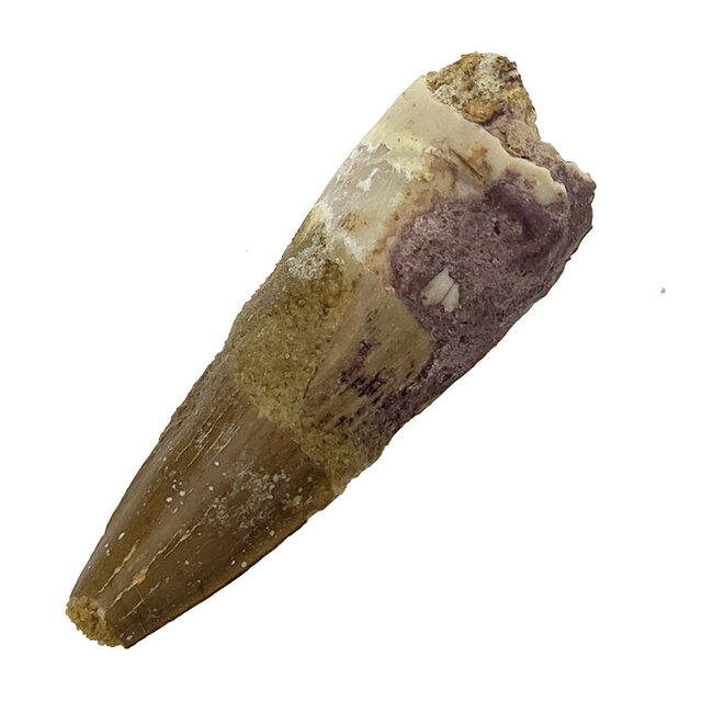 Real dinosaur tooth of the Spinosaurus