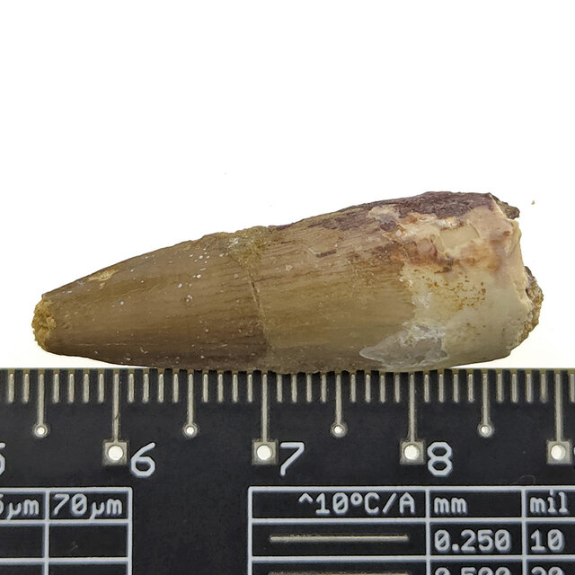 Real dinosaur tooth of the Spinosaurus