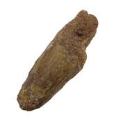 Echte dinosaurus tand van de spinosaurus