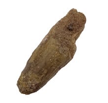 Echter Dinosaurierzahn des Spinosaurus