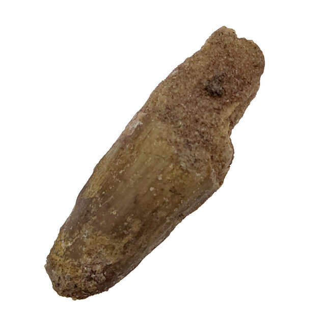 Real dinosaur tooth of the Spinosaurus