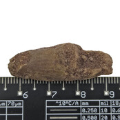 Echter Dinosaurierzahn des Spinosaurus