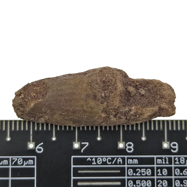 Echte dinosaurus tand van de spinosaurus