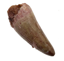 Real dinosaur tooth of the Spinosaurus