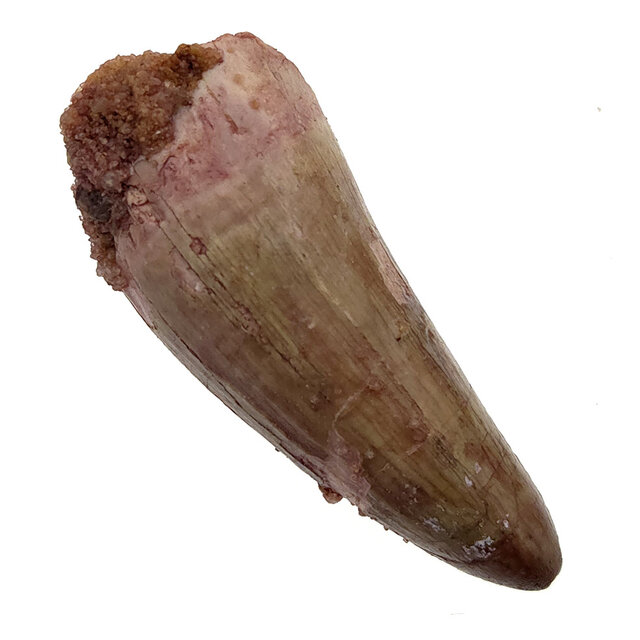 Real dinosaur tooth of the Spinosaurus