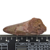 Echte dinosaurus tand van de spinosaurus