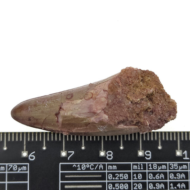 Echte dinosaurus tand van de spinosaurus