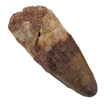 Real dinosaur tooth of the Spinosaurus