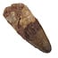 Real dinosaur tooth of the Spinosaurus
