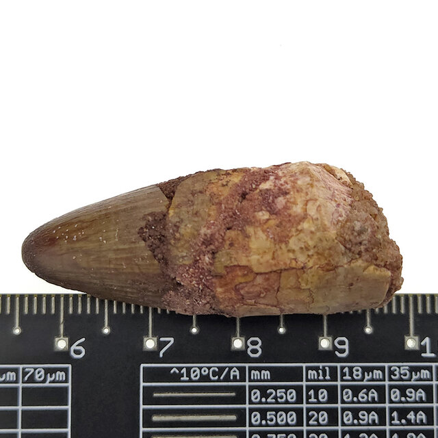 Real dinosaur tooth of the Spinosaurus