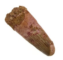 Real dinosaur tooth of the Spinosaurus