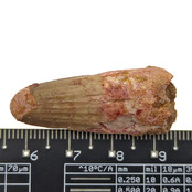 Echte dinosaurus tand van de spinosaurus