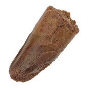 Echte dinosaurus tand van de spinosaurus