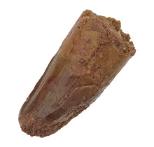 Echte dinosaurus tand van de spinosaurus