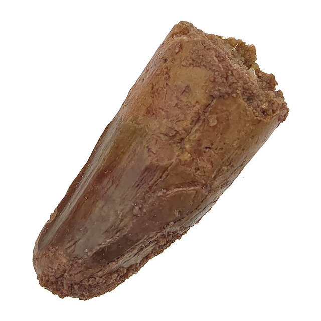 Echte dinosaurus tand van de spinosaurus