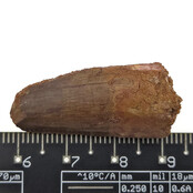 Echte dinosaurus tand van de spinosaurus