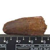 Real dinosaur tooth of the Spinosaurus