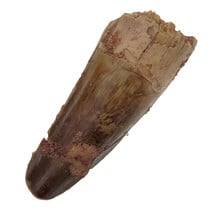Real dinosaur tooth of the Spinosaurus