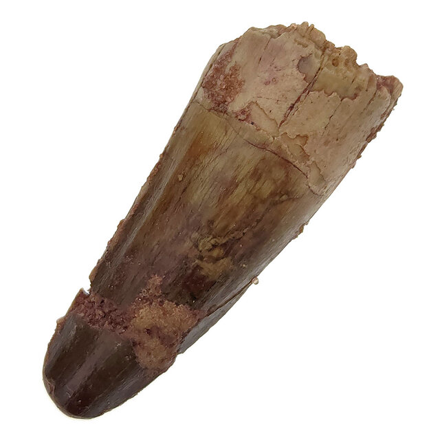 Real dinosaur tooth of the Spinosaurus