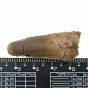 Real dinosaur tooth of the Spinosaurus