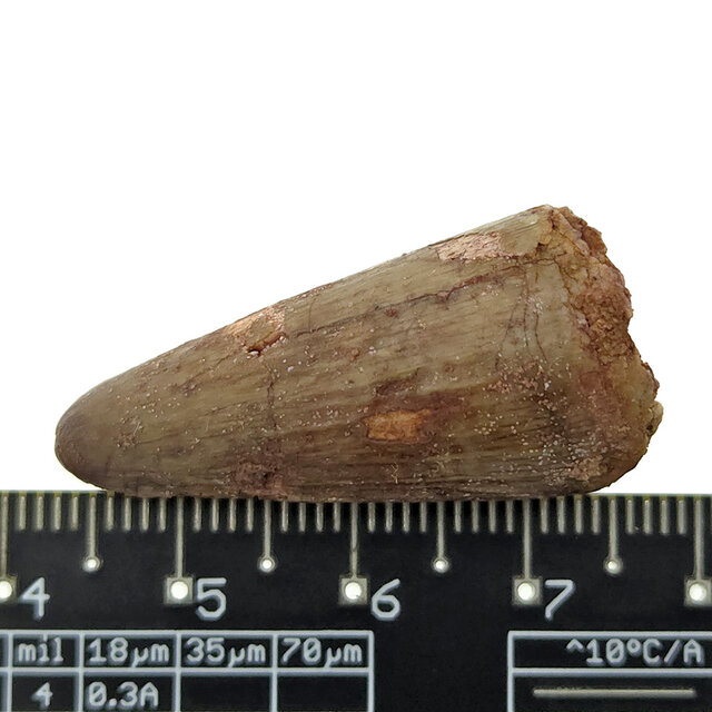 Echter Dinosaurierzahn des Spinosaurus