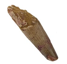 Real dinosaur tooth of the Spinosaurus