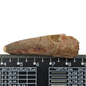 Real dinosaur tooth of the Spinosaurus