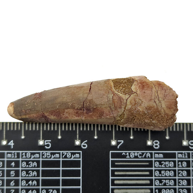 Real dinosaur tooth of the Spinosaurus