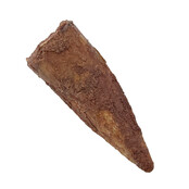 Real dinosaur tooth of the Spinosaurus