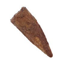 Real dinosaur tooth of the Spinosaurus