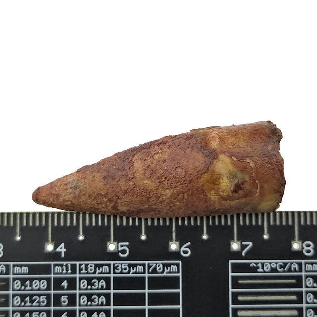 Real dinosaur tooth of the Spinosaurus