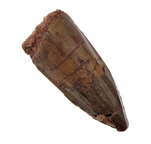 Real dinosaur tooth of the Spinosaurus