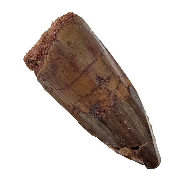 Echter Dinosaurierzahn des Spinosaurus