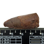 Echte dinosaurus tand van de spinosaurus