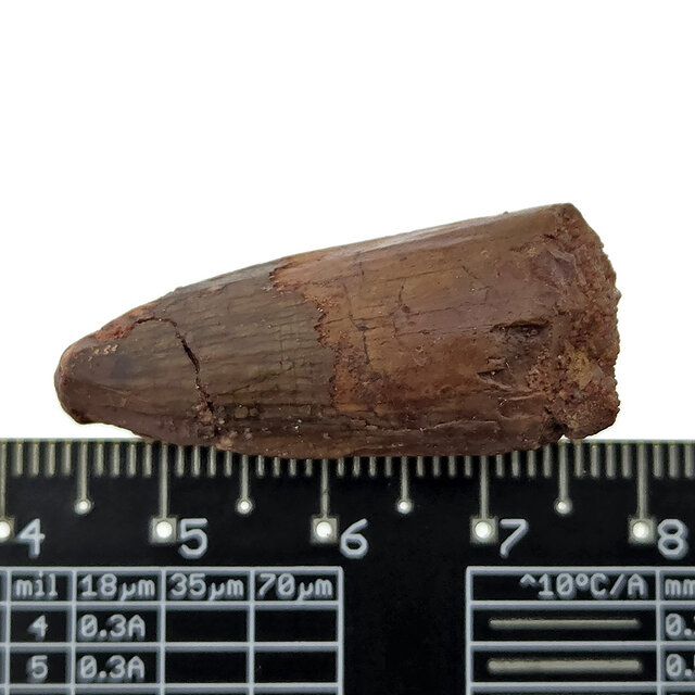 Echte dinosaurus tand van de spinosaurus