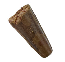 Real dinosaur tooth of the Spinosaurus