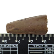 Real dinosaur tooth of the Spinosaurus