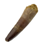 Real dinosaur tooth of the Spinosaurus