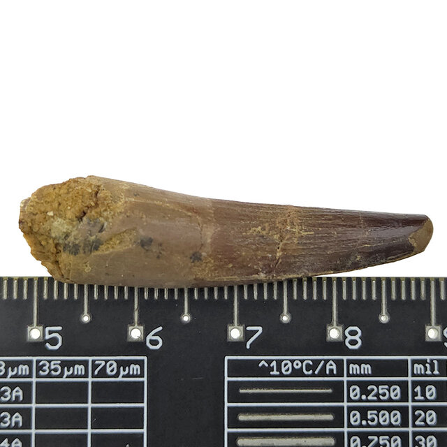 Real dinosaur tooth of the Spinosaurus