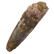 Real dinosaur tooth of the Spinosaurus