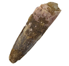 Echte dinosaurus tand van de spinosaurus