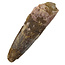 Real dinosaur tooth of the Spinosaurus