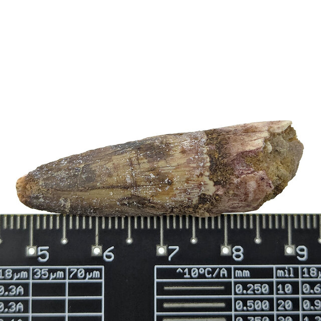 Real dinosaur tooth of the Spinosaurus