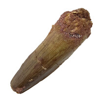 Real dinosaur tooth of the Spinosaurus