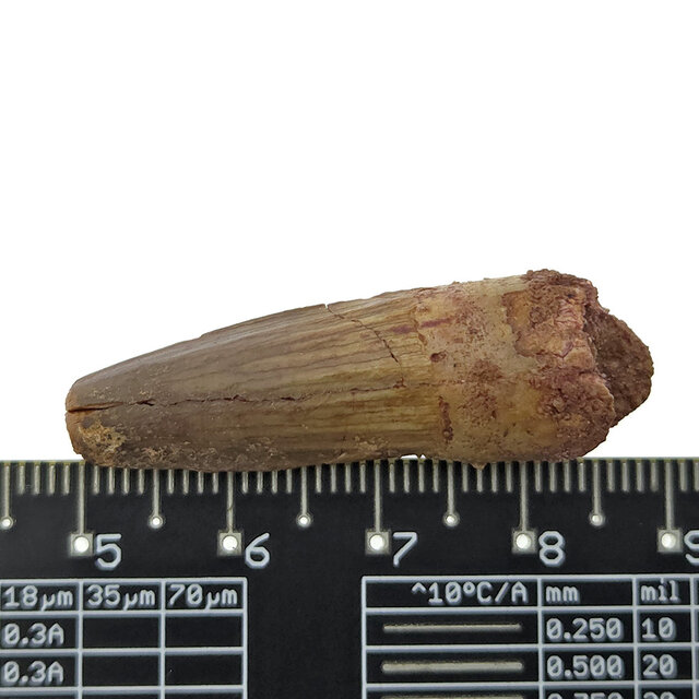 Real dinosaur tooth of the Spinosaurus